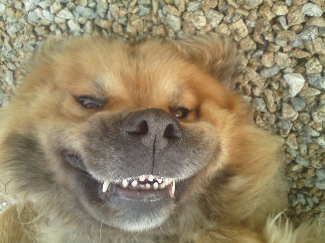 Arrêté 2011-011 : interdiction  d&rsquo; introduction ou d&rsquo;importation  de certains types de chiens susceptibles d&rsquo;être dangereux.